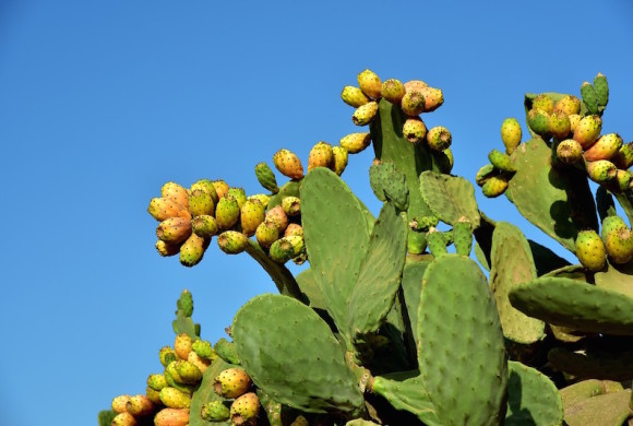 Fichi d’India. Proprietà, benefici e ricette